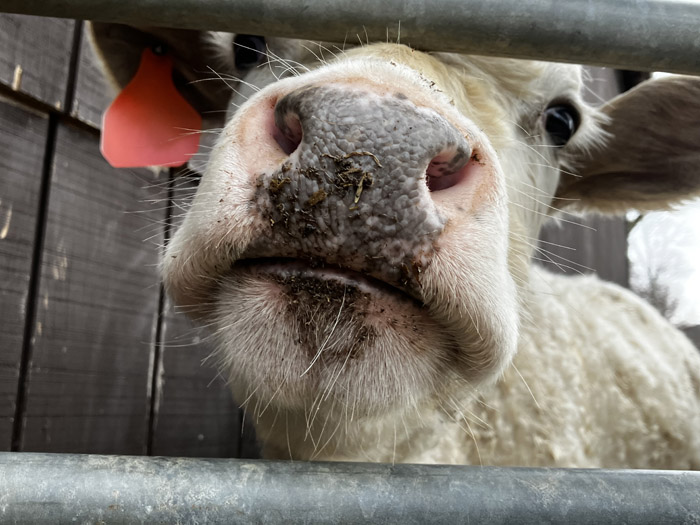 multigenerational-farming-cow-closeup